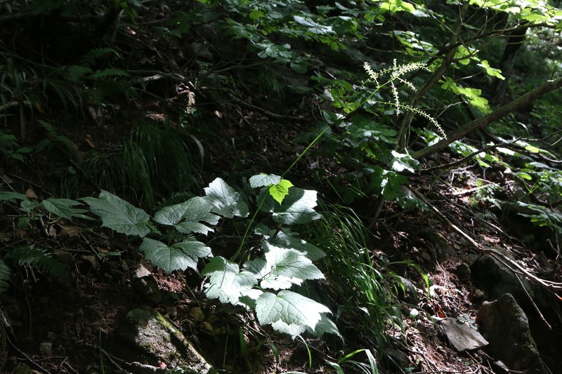 Actaea bifida photo 2