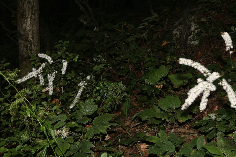 Actaea bifida photo 3