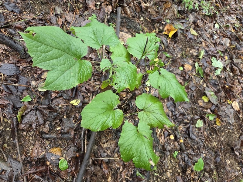 Actaea bifida photo 4