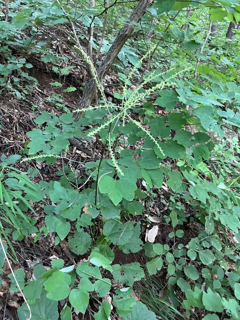Actaea bifida photo 5