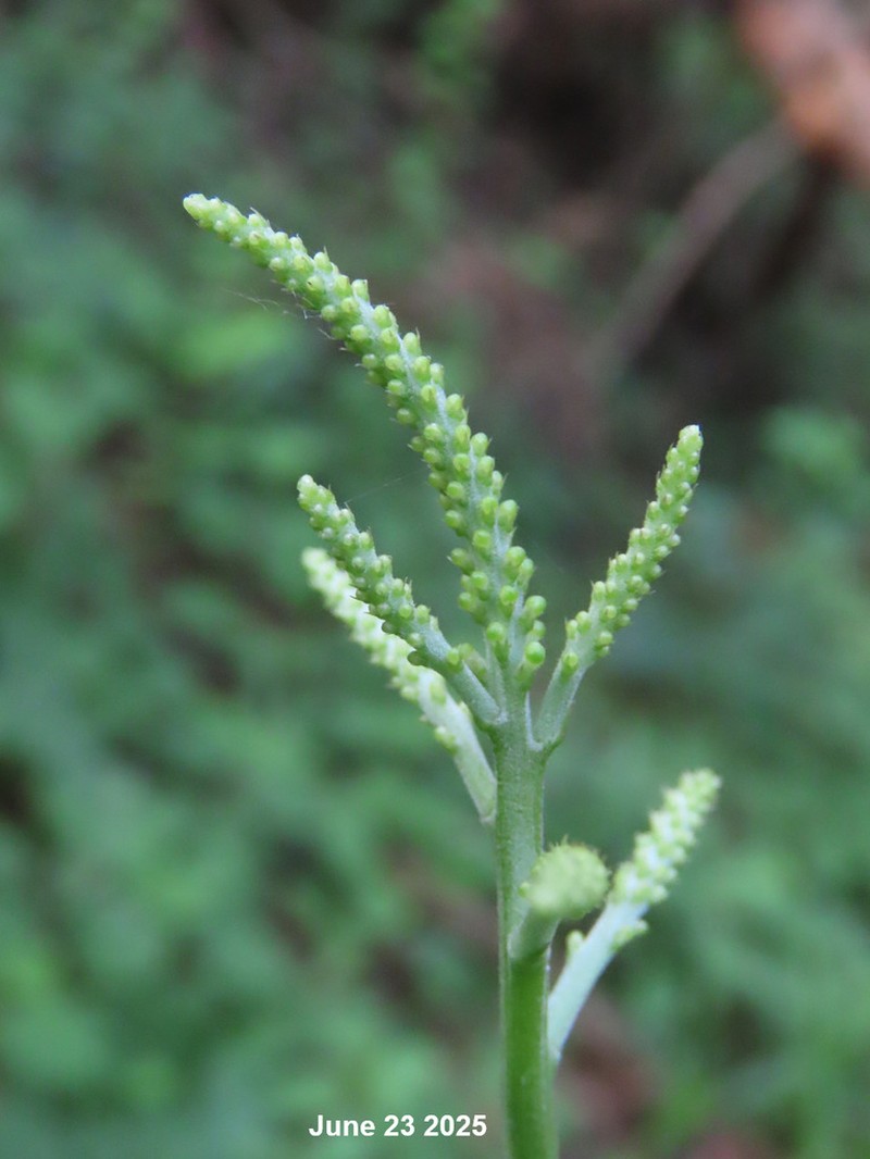 Actaea bifida photo 6