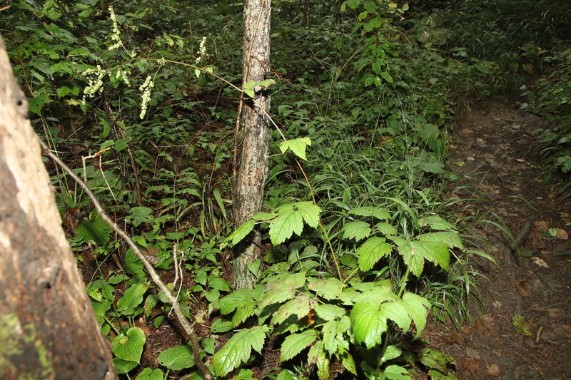 Actaea bifida photo 7