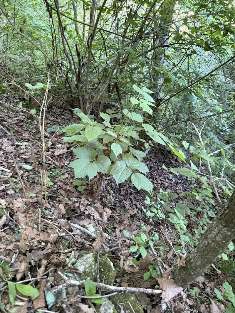 Actaea bifida photo 8