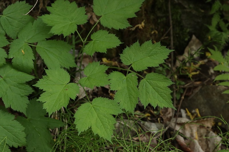 Actaea bifida
