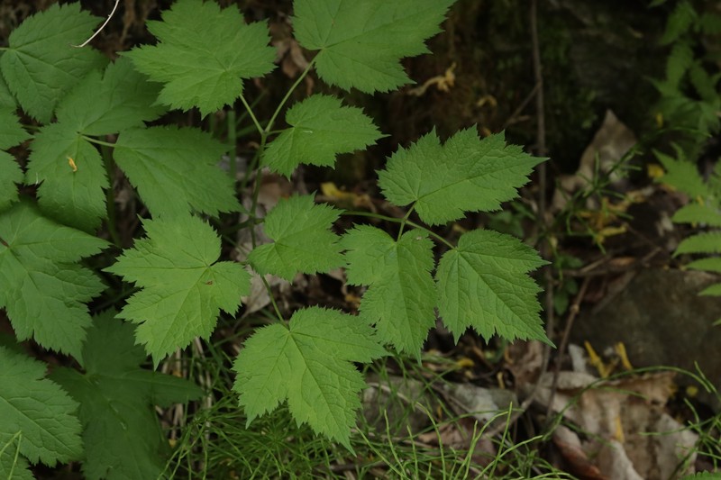 Actaea bifida photo 2