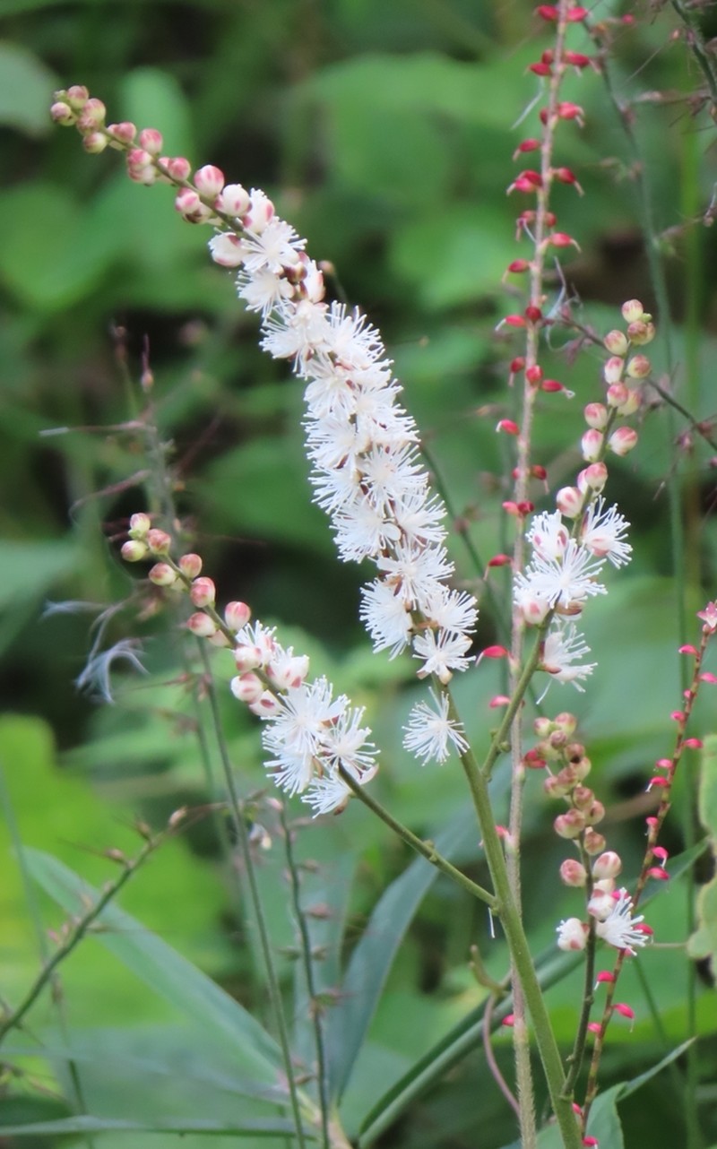Actaea biternata photo 2