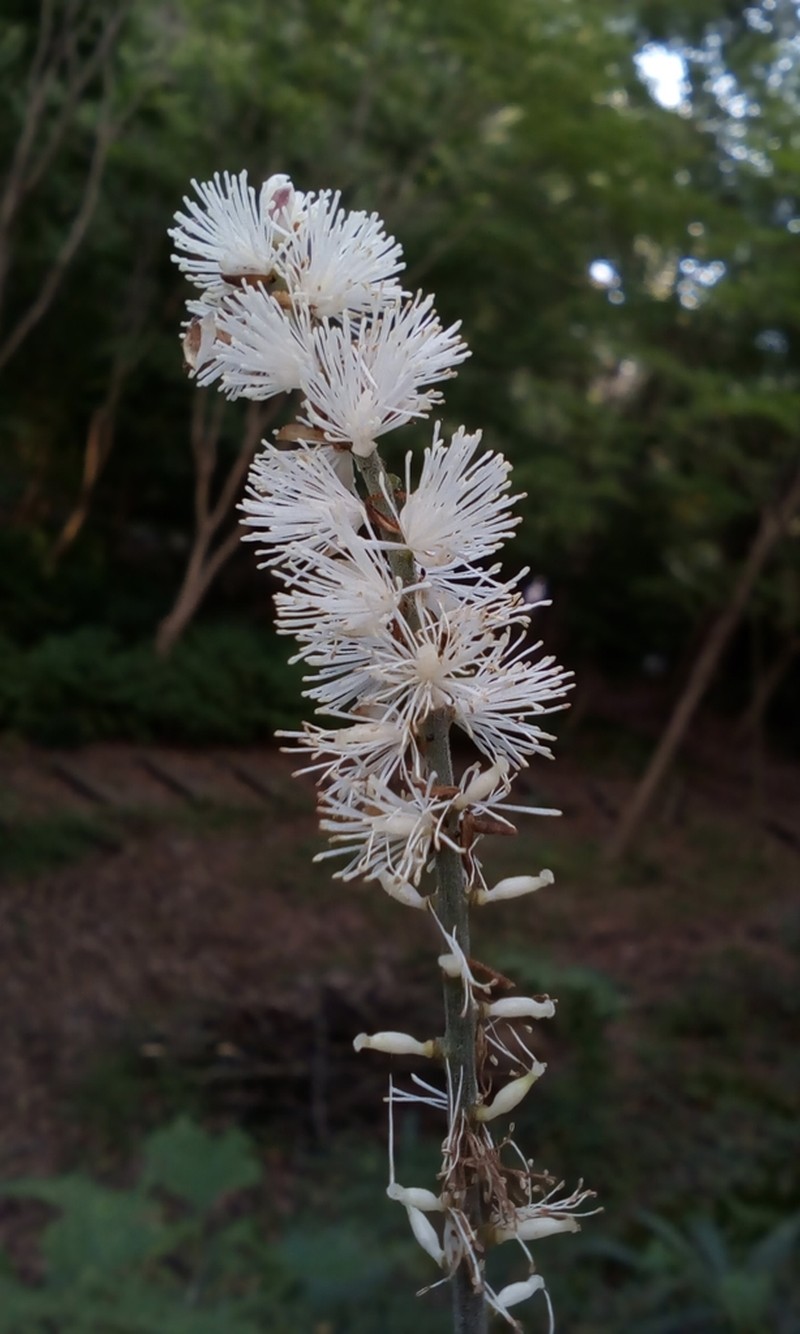 Actaea biternata photo 3