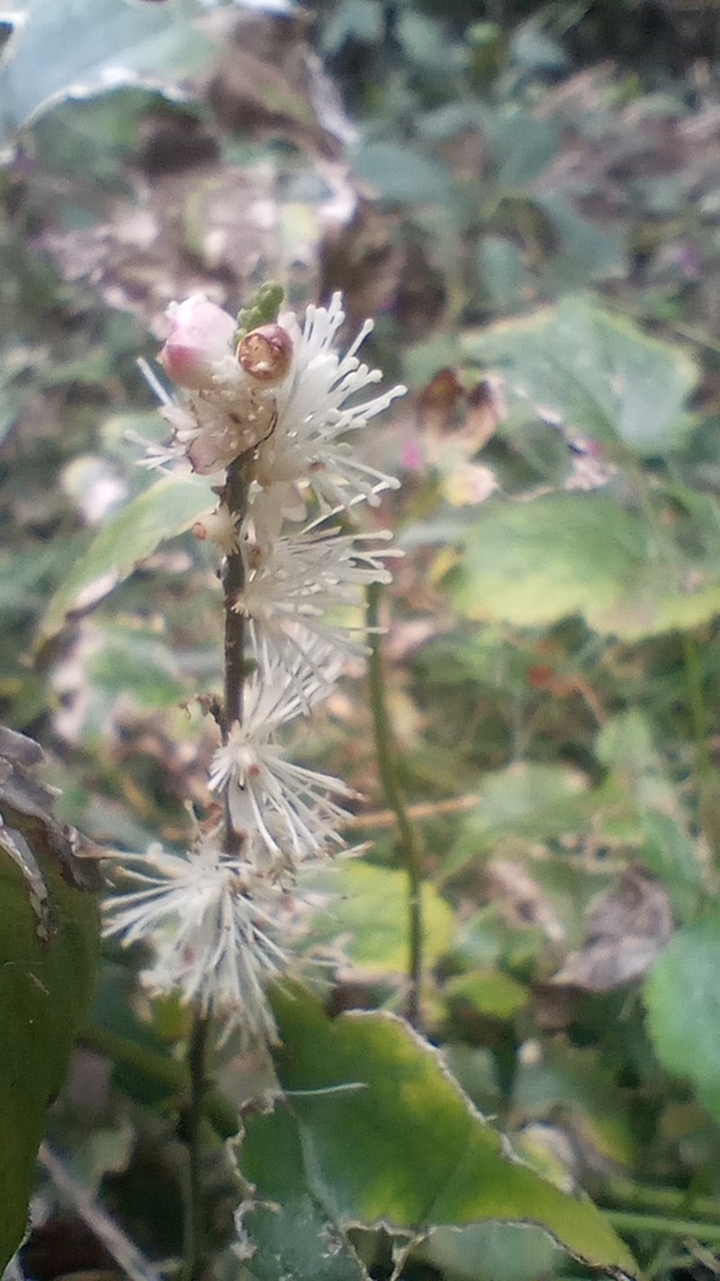 Actaea biternata photo 4
