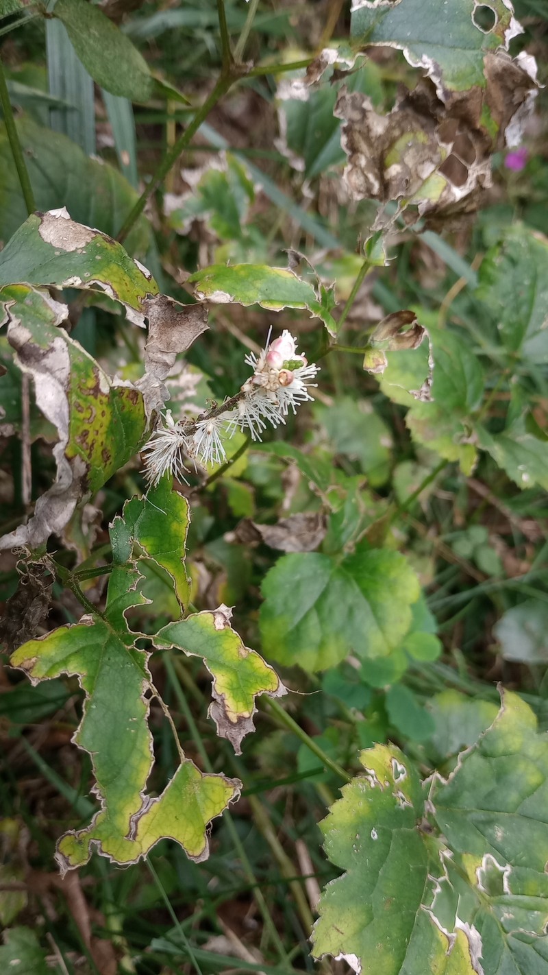 Actaea biternata photo 6