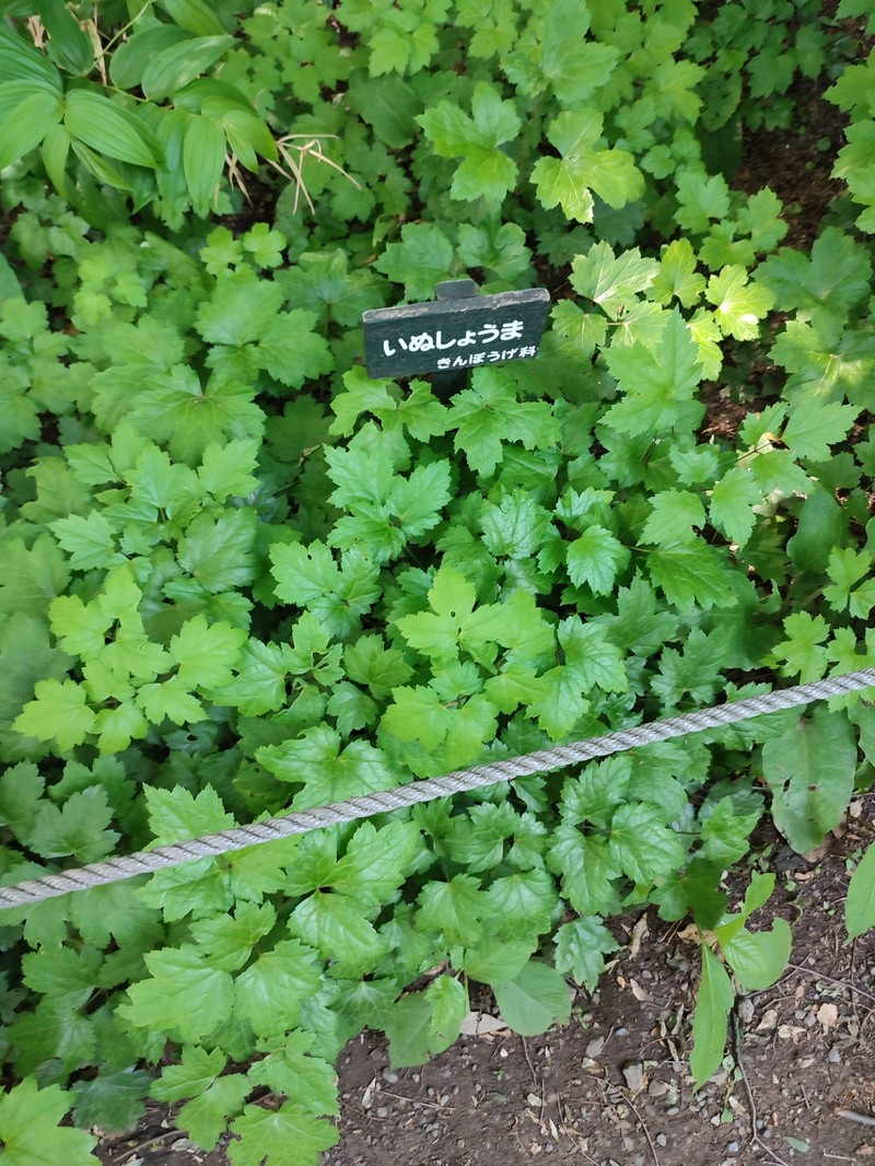 Actaea biternata photo 7