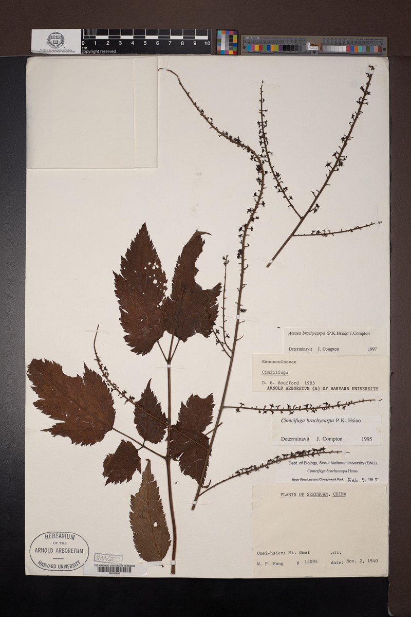 Actaea brachycarpa photo 4