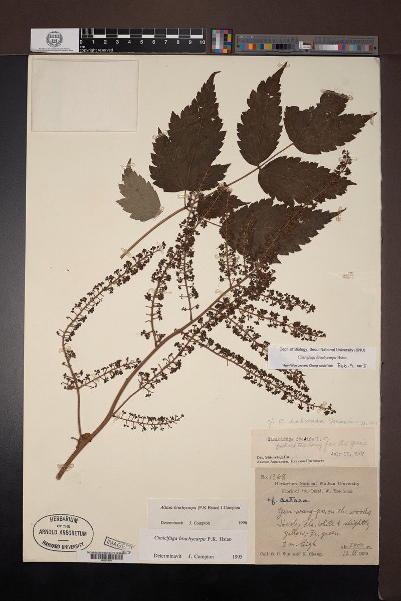 Actaea brachycarpa photo 6