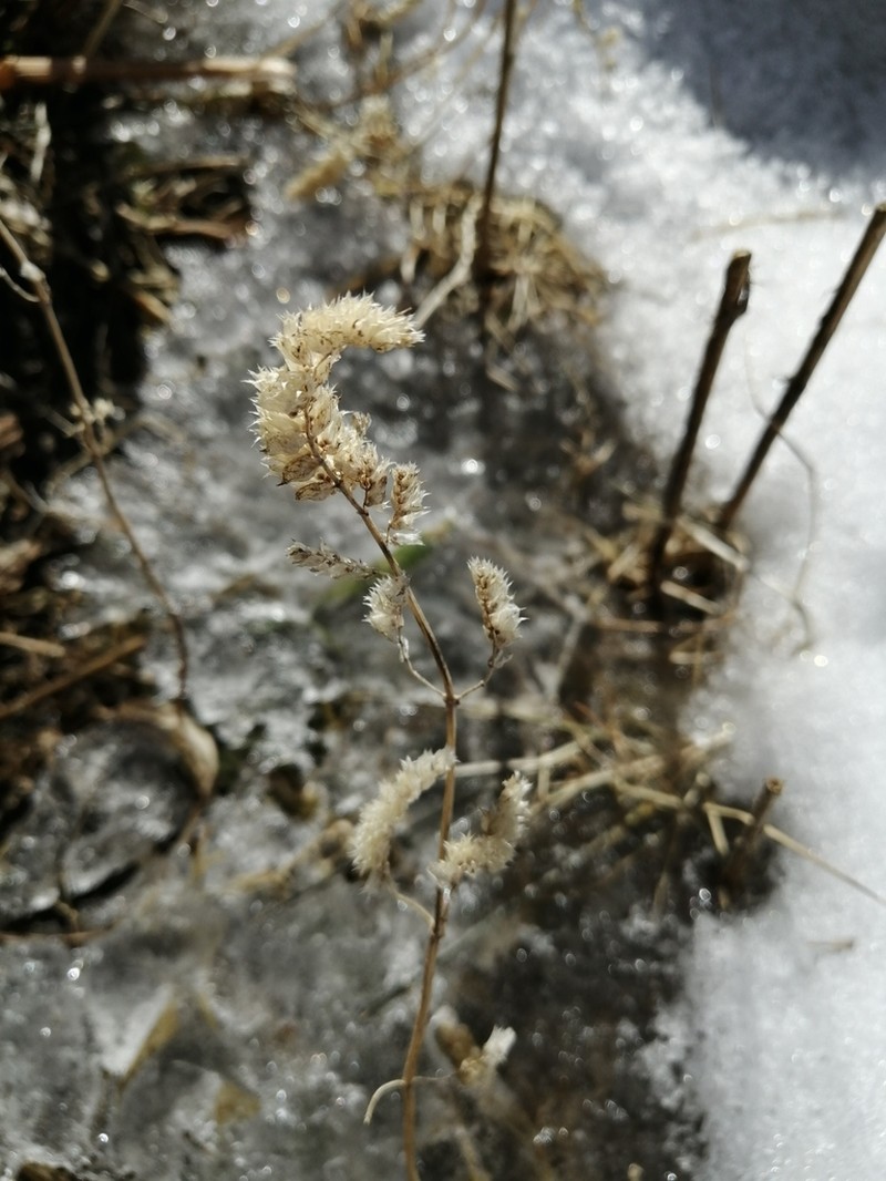 Actaea cimicifuga photo 2