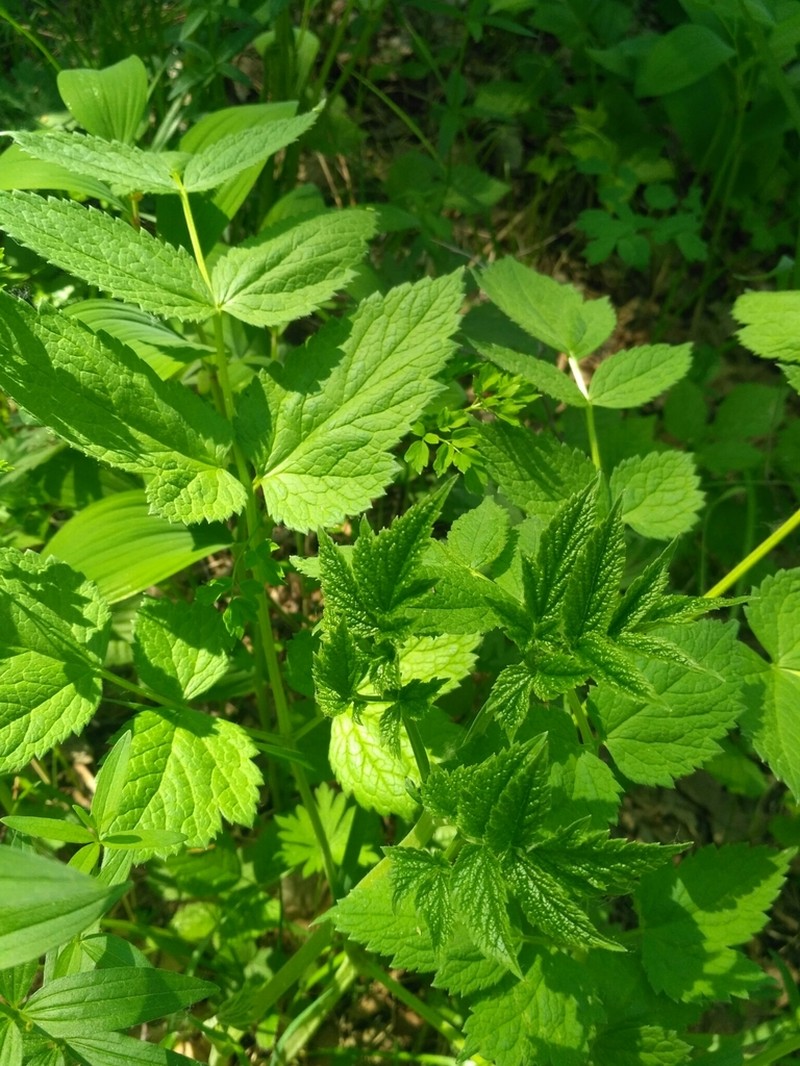 Actaea cimicifuga photo 3
