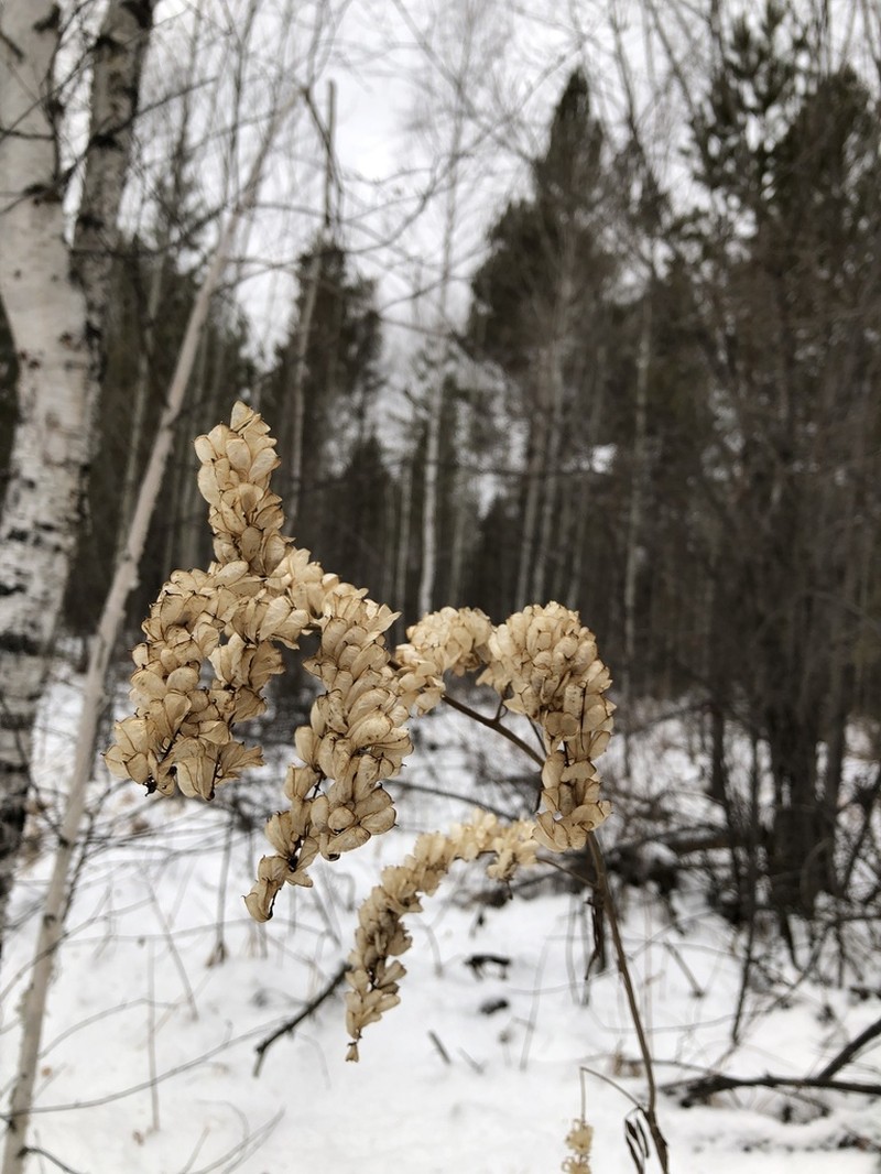 Actaea cimicifuga photo 4