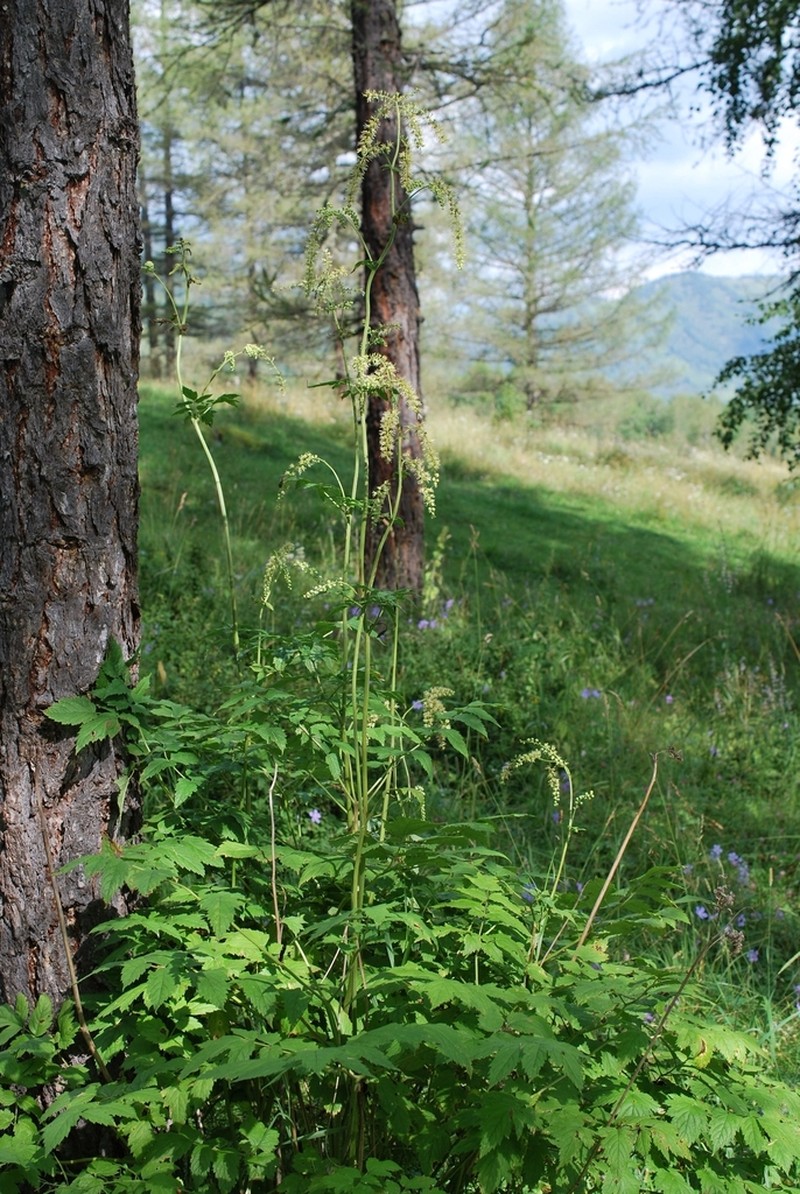 Actaea cimicifuga photo 5