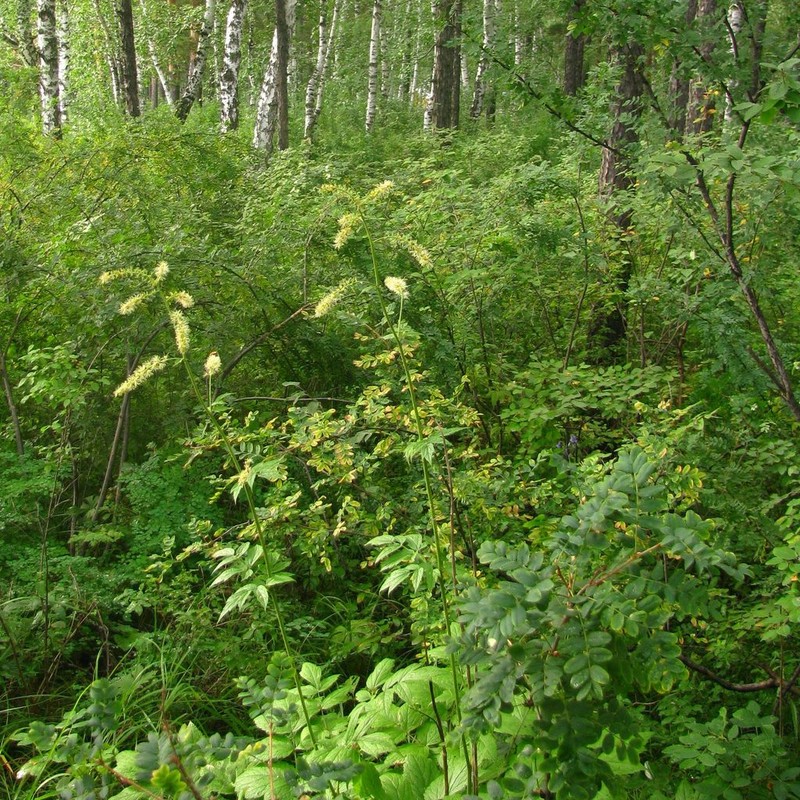 Actaea cimicifuga photo 6