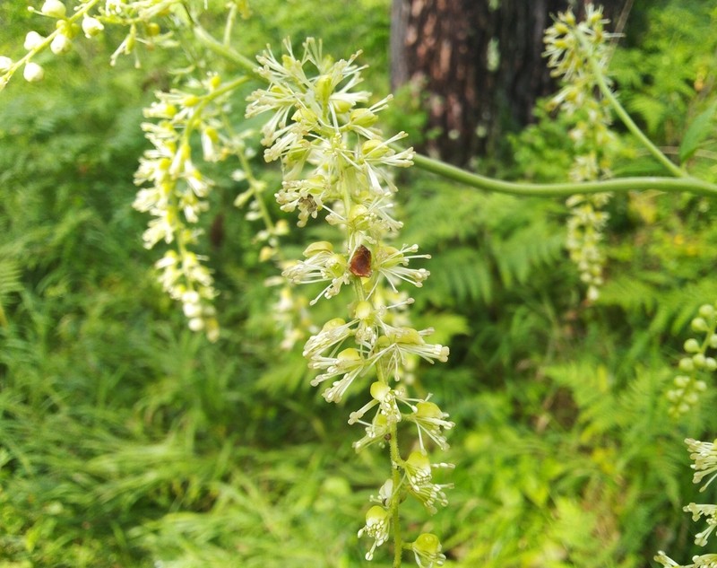 Actaea cimicifuga photo 7