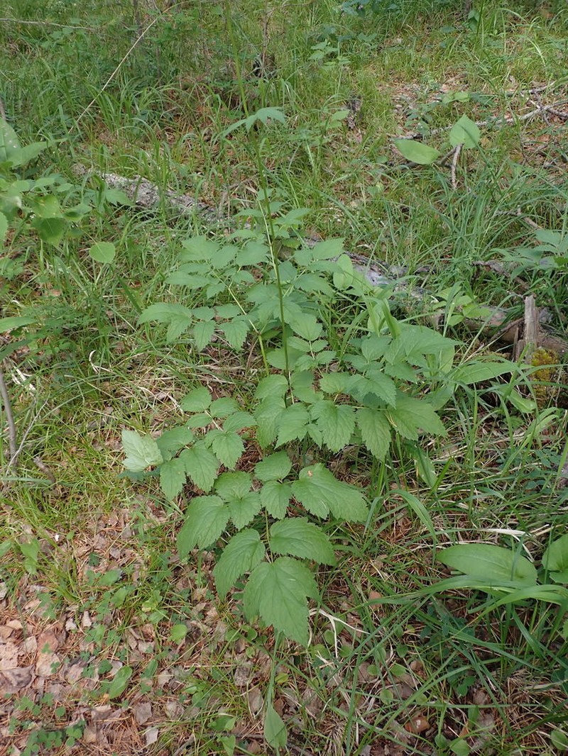 Actaea cimicifuga photo 8