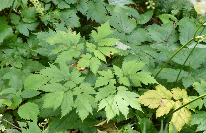 Appalachian Bugbane