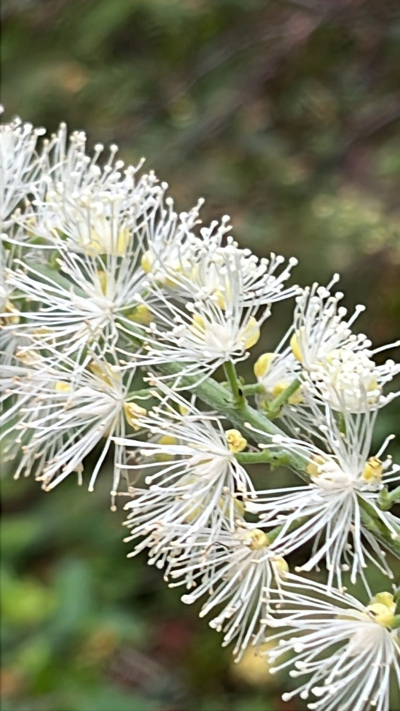 Appalachian Bugbane photo 2