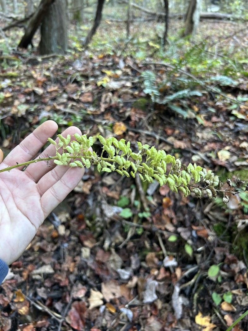 Appalachian Bugbane photo 3
