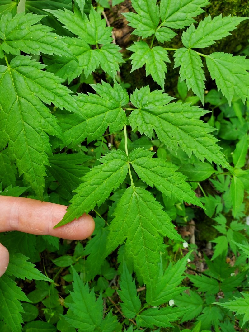 Appalachian Bugbane photo 4