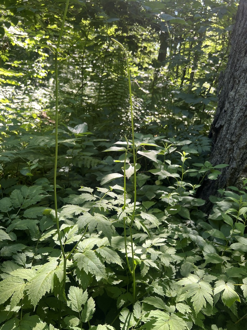 Appalachian Bugbane photo 5