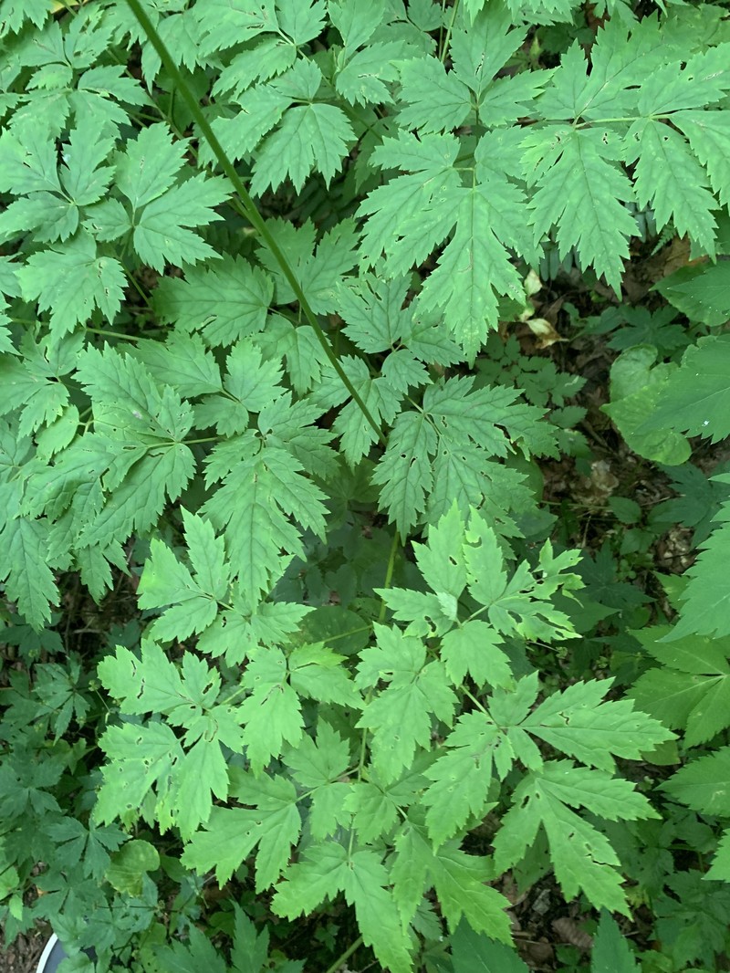 Appalachian Bugbane photo 6