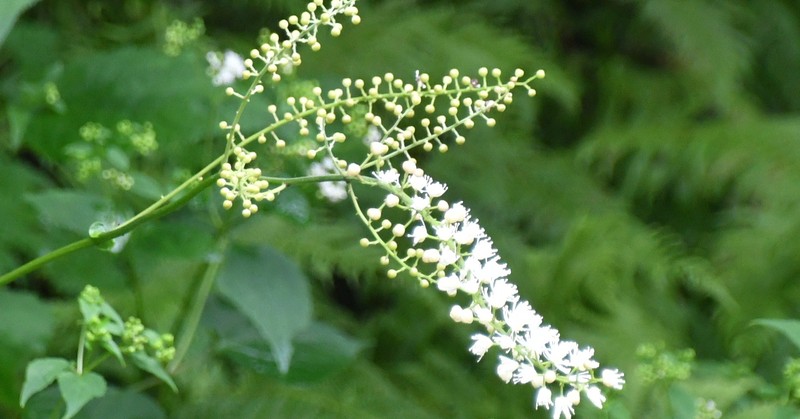 Appalachian Bugbane photo 7