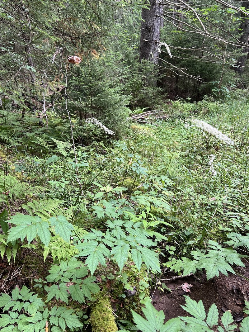 Appalachian Bugbane photo 8
