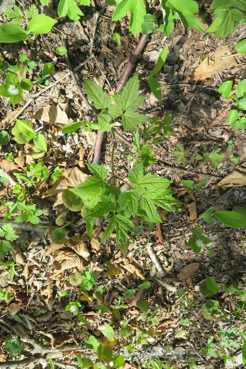 Actaea dahurica