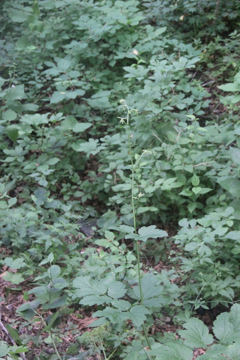 Actaea dahurica photo 2