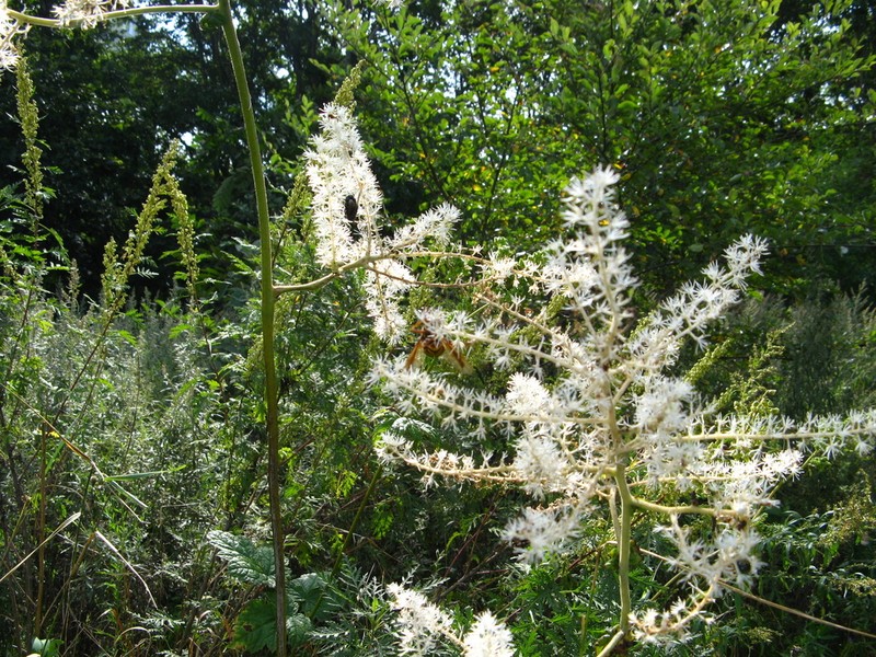 Actaea dahurica photo 3