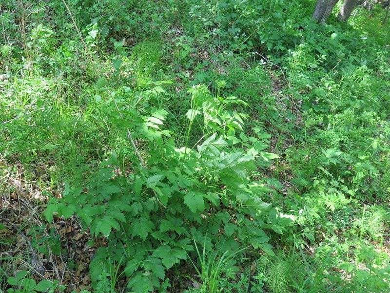 Actaea dahurica photo 4