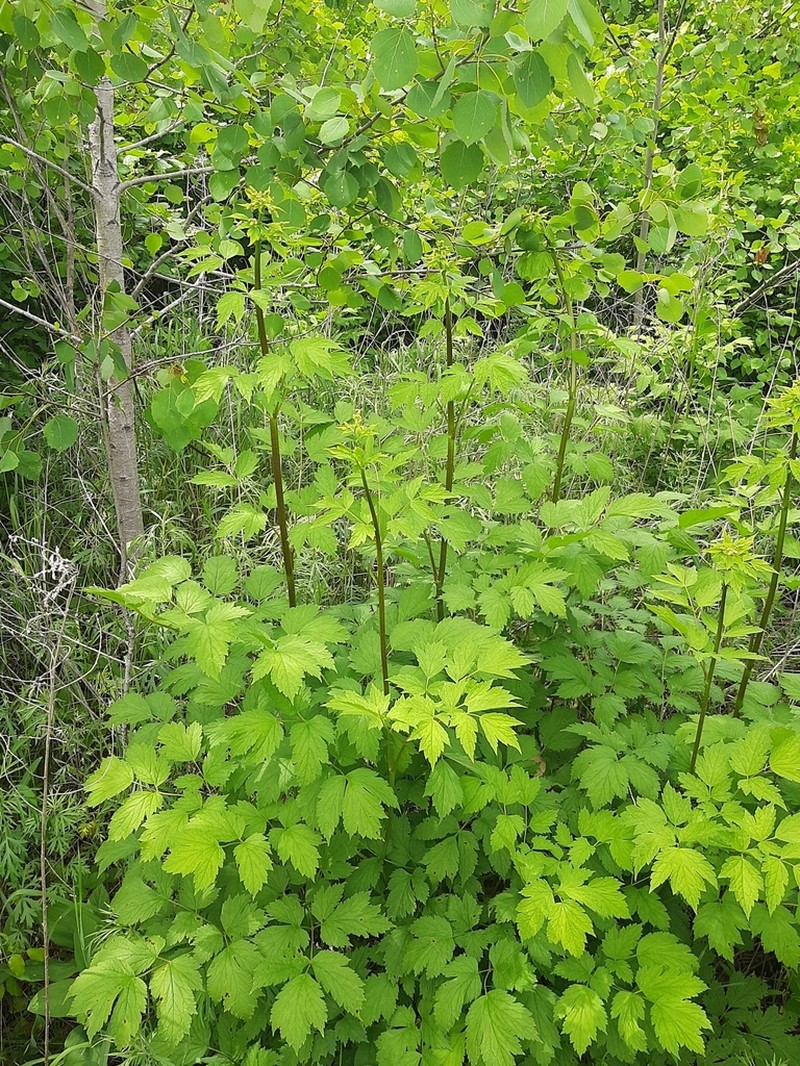 Actaea dahurica photo 5