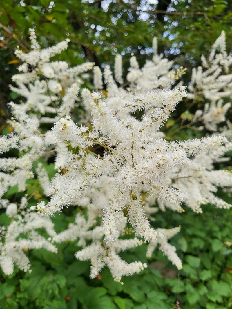 Actaea dahurica photo 6