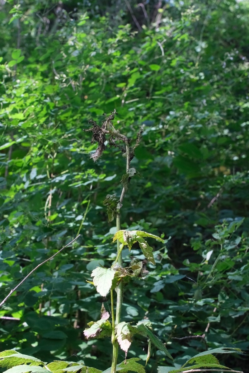 Actaea dahurica photo 7