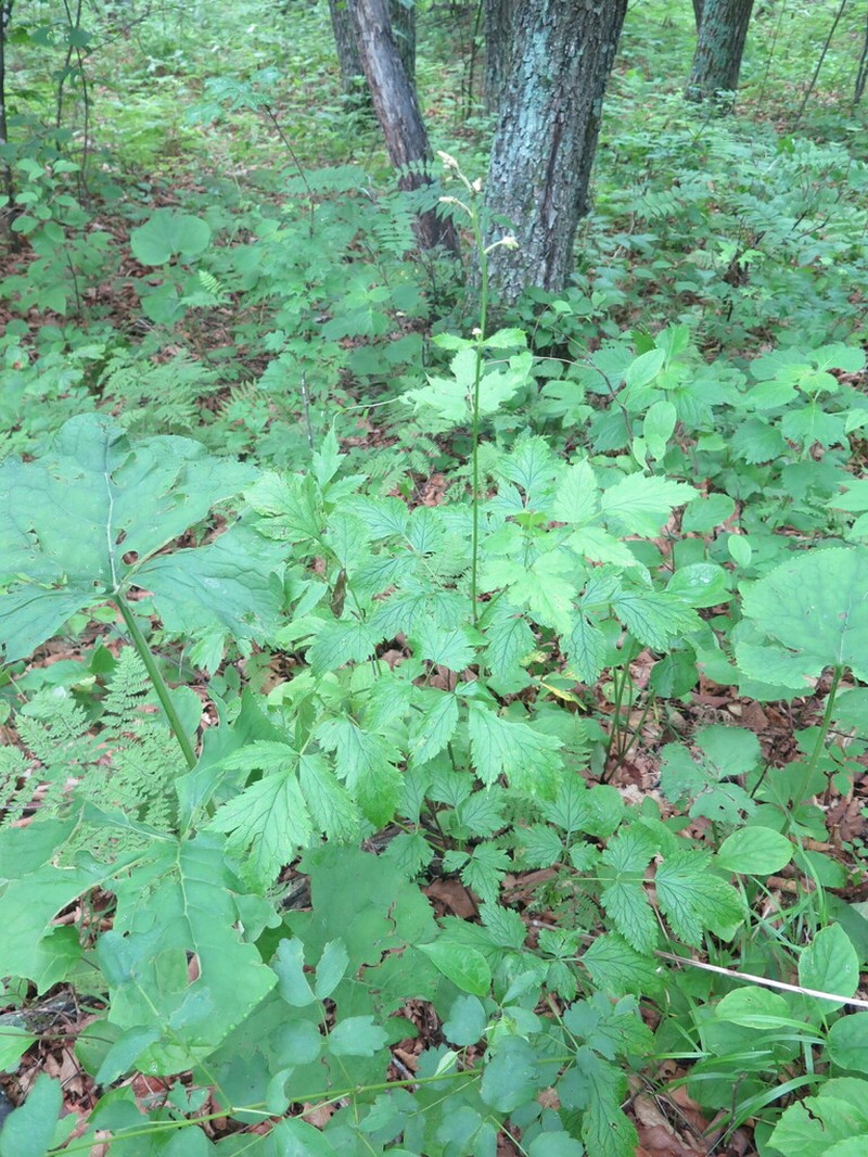 Actaea dahurica photo 8