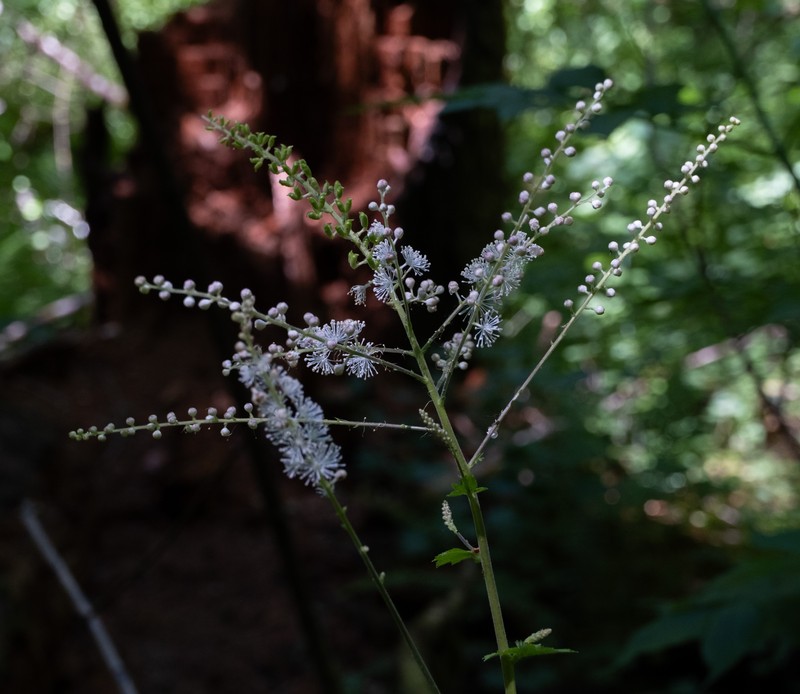 Tall Bugbane