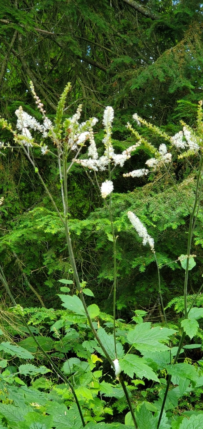 Tall Bugbane photo 2