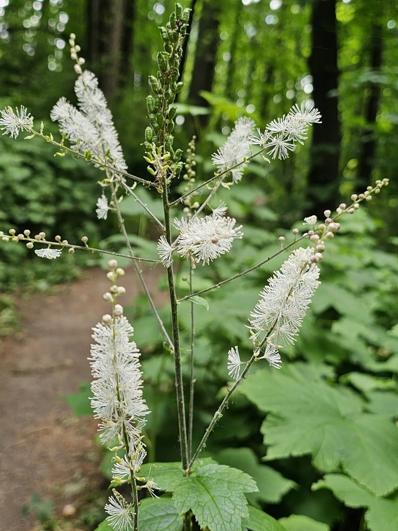 Tall Bugbane photo 3