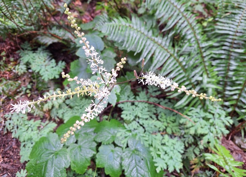Tall Bugbane photo 4