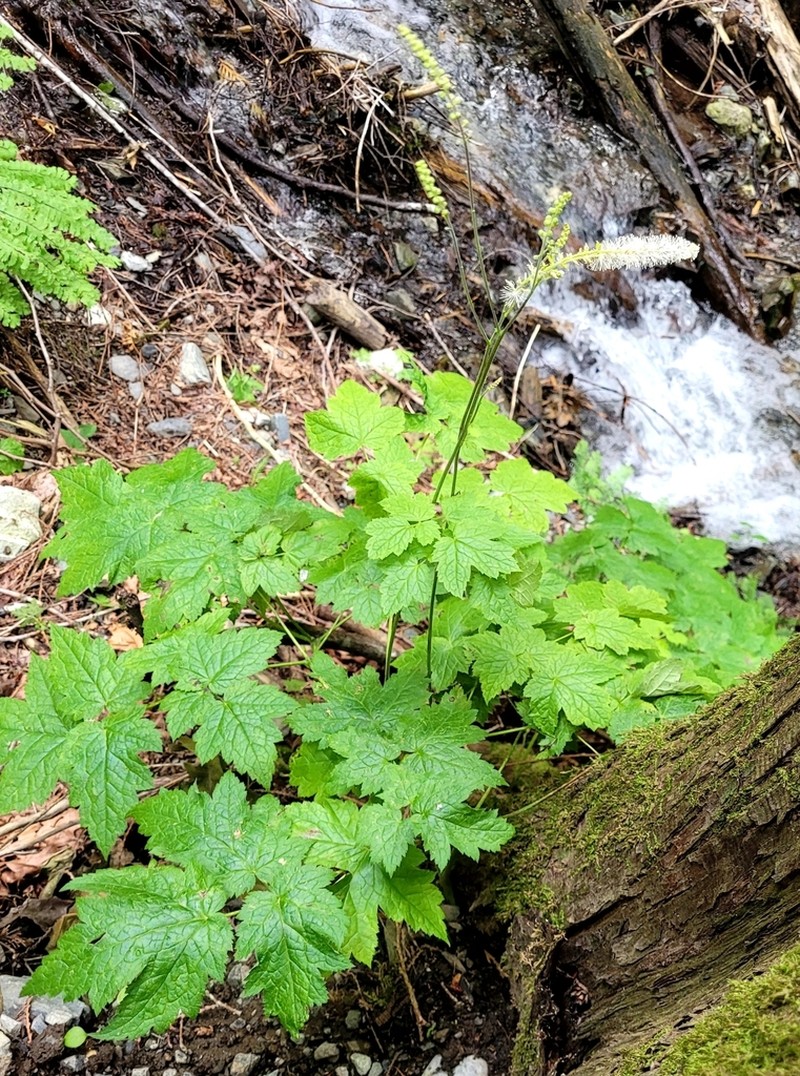 Tall Bugbane photo 5