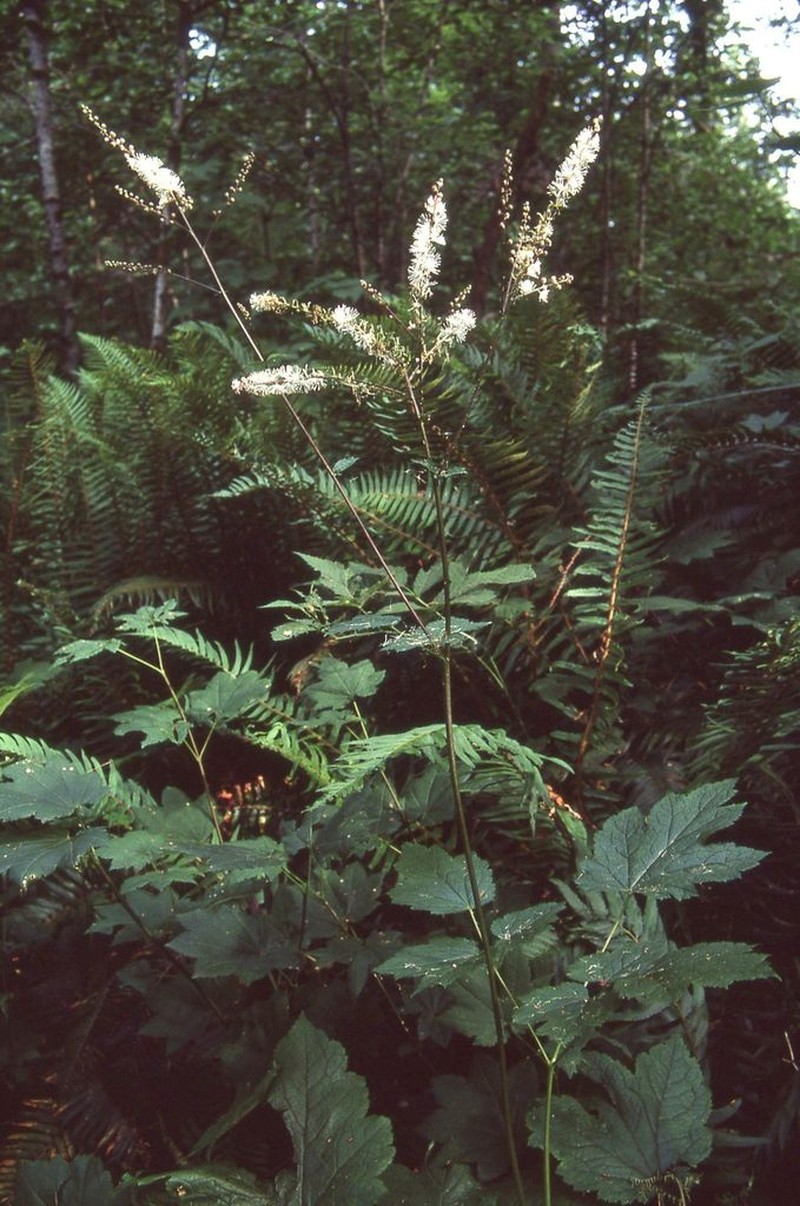 Tall Bugbane photo 6