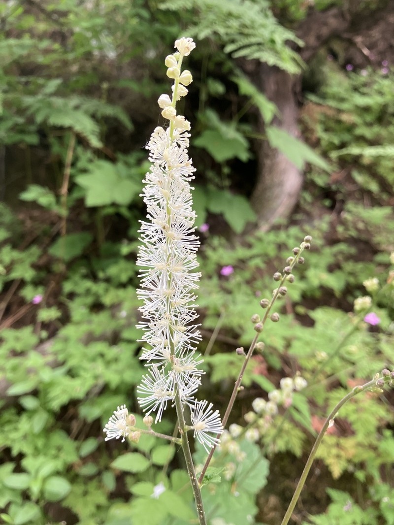 Tall Bugbane photo 7