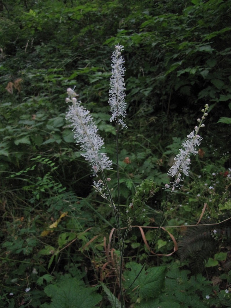Tall Bugbane photo 8