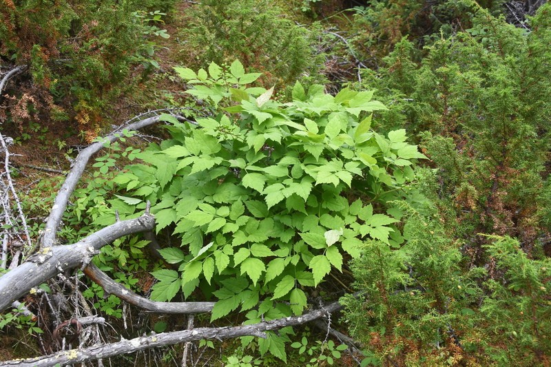 Actaea erythrocarpa
