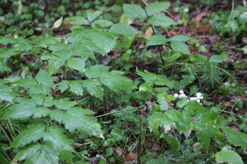 Actaea erythrocarpa photo 2