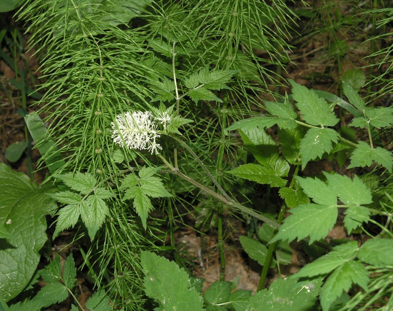 Actaea erythrocarpa photo 3